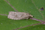 Vorschaubild Lepidoptera, Tortricidae, Pandemis_2006_06_23--11-13-42.jpg 