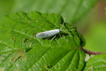 Vorschaubild Lepidoptera, Yponomeutidae, Yponomeuta cagnagella_2019_06_25--08-49-37.jpg 