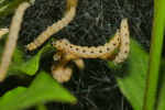 Vorschaubild Lepidoptera, Yponomeutidae, Yponomeuta evonymella, Larven_2020_05_08--09-39-12.jpg 