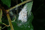 Vorschaubild Lepidoptera, Yponomeutidae, Yponomeuta evonymella, Puppen_2020_06_07--12-13-20.jpg 