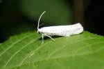 Vorschaubild Lepidoptera, Yponomeutidae, Yponomeuta evonymella_2018_06_20--08-35-19.jpg 