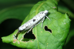 Vorschaubild Lepidoptera, Yponomeutidae, Yponomeuta plumbella_2020_07_15--09-10-14.jpg 