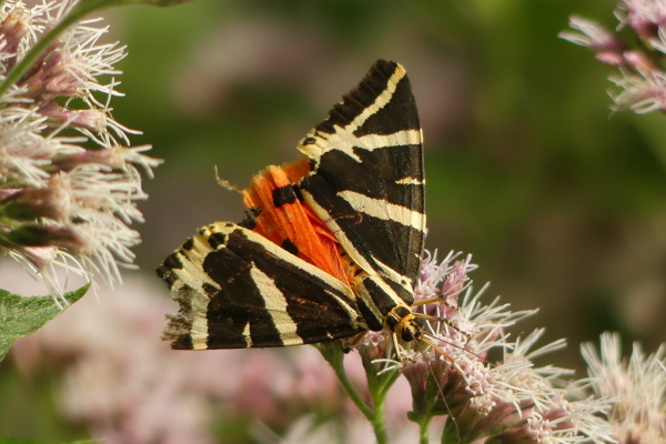 Skaliertes Bild Lepidoptera, Arctiidae,  Euplagia quadripunctaria, Russischer Baer_2020_08_11--10-20-16.jpg 