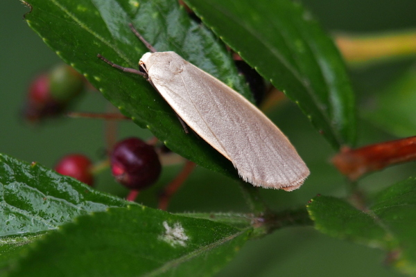 Skaliertes Bild Lepidoptera, Arctiidae, Eilema_2020_07_17--11-05-36.jpg 