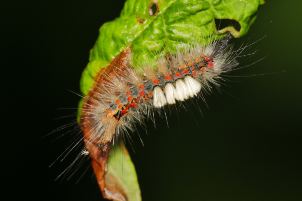 Skaliertes Bild Lepidoptera, Erebidae, Orgyia antiqua, Schlehenspinner, Larve_2020_05_20--08-40-09.jpg 