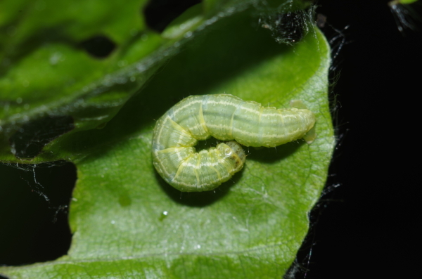 Skaliertes Bild Lepidoptera, Geometridae, Alsophila aescularia, Larve_2014_04_26--13-46-35.jpg 