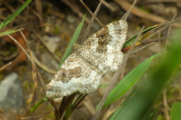 Skaliertes Bild Lepidoptera, Geometridae, Epirrhoe rivata_2020_08_02--10-35-22.jpg 