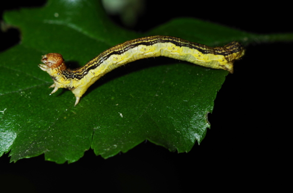 Skaliertes Bild Lepidoptera, Geometridae, Erannis defoliaria, Großer Frostspanner, Larve_2014_05_16--14-17-21.jpg 