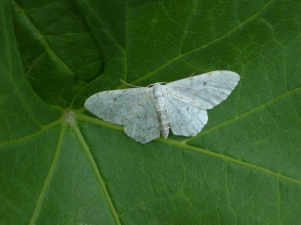 Skaliertes Bild Lepidoptera, Geometridae, Idaea_2016_06_09--08-42-19.jpg 