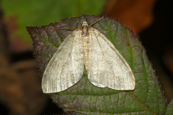 Skaliertes Bild Lepidoptera, Geometridae, Operophtera fagata_2020_11_03--09-42-39.jpg 