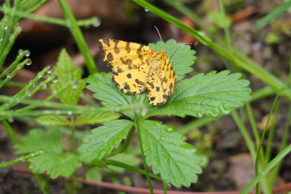 Skaliertes Bild Lepidoptera, Geometridae, Pseudopanthera macularia_2018_05_23--09-18-12.jpg 