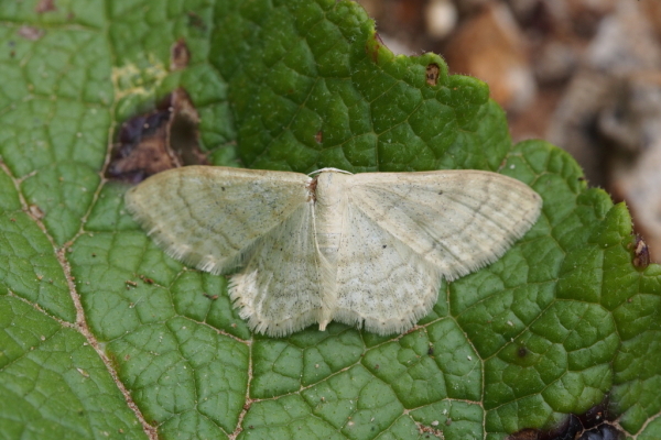 Skaliertes Bild Lepidoptera, Geometridae, Scopula immutata_2016_06_10--09-08-27.jpg 