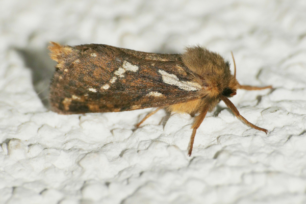 Skaliertes Bild Lepidoptera, Hepialidae, Korscheltellus lupulina_2020_05_05--22-55-33.jpg 