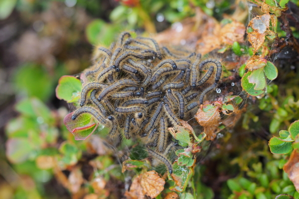 Skaliertes Bild Lepidoptera, Lasiocampidae,  Malacosoma alpicola, Alpen-Ringelspinner, Larven_2018_06_08--06-41-38.jpg 