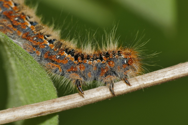 Skaliertes Bild Lepidoptera, Lasiocampidae, Lasiocampa quercus, Eichenspinner, Larve_2020_04_24--09-14-34.jpg 