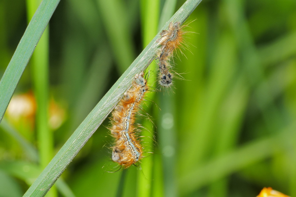 Skaliertes Bild Lepidoptera, Lasiocampidae, Malacosoma neustria, Ringelspinner, Larve, Haeutung_2020_05_06--08-58-52.jpg 