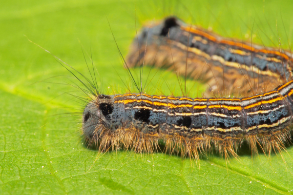 Skaliertes Bild Lepidoptera, Lasiocampidae, Malacosoma neustria, Ringelspinner, Larve_2020_05_09--09-23-10.jpg 