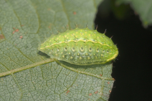 Skaliertes Bild Lepidoptera, Limacodidae, Apoda limacodes, Grosser Schneckenspinner, Larve_2018_09_06--12-18-33.jpg 