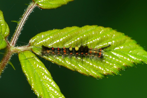 Skaliertes Bild Lepidoptera, Lymantriidae, Orgyia antiqua, Schlehenspinner, Raupe_2022_08_22--16-37-08.jpg 
