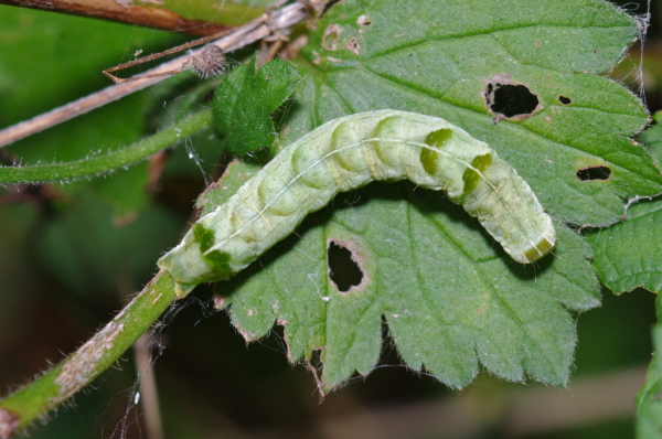 Skaliertes Bild Lepidoptera, Noctuidae, Melanchra persicariae_2017_09_07--12-52-31.jpg 
