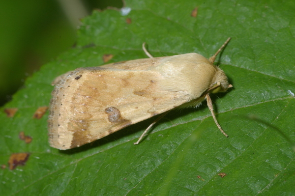 Skaliertes Bild Lepidoptera, Noctuidae, Orthosia cruda_2006_07_29--14-15-39.jpg 