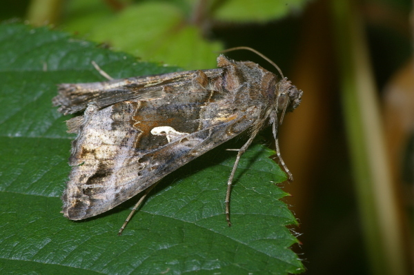 Skaliertes Bild Lepidoptera, Noctuidae, Phytometra gamma, Gammaeule_2006_07_29--14-17-27.jpg 
