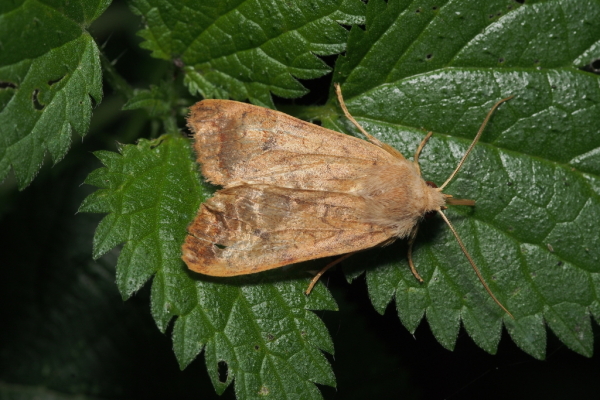 Skaliertes Bild Lepidoptera, Noctuidae, Sideridis_2018_10_15--08-50-12.jpg 