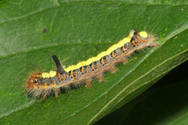 Skaliertes Bild Lepidoptera, Nocuidae, Acronicta psi, Pfeileule, Larve_2020_08_25--10-53-13.jpg 