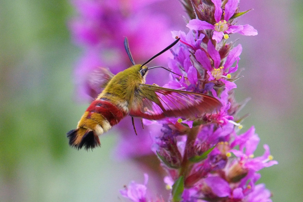 Skaliertes Bild Lepidoptera, Sphingidae, Hemaris fuciformis, Hummelschwaermer im Flug_2019_07_18--10-33-50.jpg 