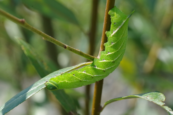 Skaliertes Bild Lepidoptera, Sphingidae, Laothoe populi, Pappelschwaermer, Larve_2014_09_07--12-22-52.jpg 