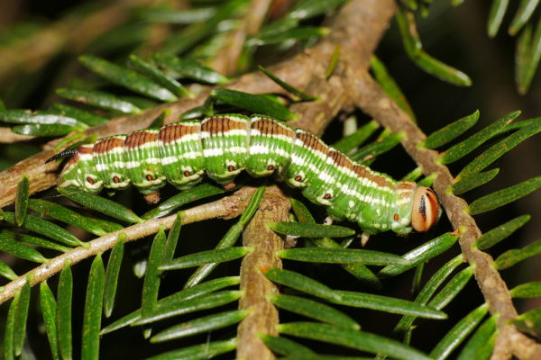 Skaliertes Bild Lepidoptera, Sphingidae, Sphinx pinastri, Kierfernschwaermer_2019_09_14--14-28-06.jpg 