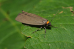 Vorschaubild Lepidoptera, Arctiidae, Atolmis rubricollis, Rotkragenbaer_2009_06_14--10-34-18.jpg 