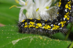 Vorschaubild Lepidoptera, Arctiidae, Callimorpha dominula, Schoenbaer, Larve_2011_05_02--14-17-19.jpg 