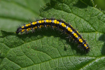 Vorschaubild Lepidoptera, Arctiidae, Callimorpha dominula, Schoenbaer, Larve_2019_05_24--09-00-31.jpg 