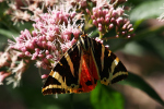 Vorschaubild Lepidoptera, Arctiidae, Euplagia quadripunctaria, Russischer Baer_2022_08_01--09-20-50.jpg 