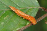 Vorschaubild Lepidoptera, Drepanidae, Raupe_2023_08_06--15-20-00.jpg 