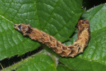 Vorschaubild Lepidoptera, Drepanidae, Thyatira batis, Roseneule, Larve_2022_06_20--06-03-02.jpg 