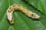 Vorschaubild Lepidoptera, Drepanidae, Thyatira batis, Roseneule, Raupe_2023_08_26--10-59-38.jpg 