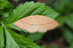 Vorschaubild Lepidoptera, Geometridae,  Adactylotis gesticularia_2018_05_13--13-44-15.jpg 