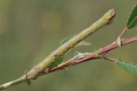 Vorschaubild Lepidoptera, Geometridae,  Biston betularia, Larve, Tarnung_2014_08_30--14-14-53.jpg 