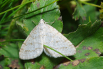 Vorschaubild Lepidoptera, Geometridae,  Scopula nemoraria_2012_08_12--09-21-28.jpg 