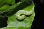 Vorschaubild Lepidoptera, Geometridae, Alsophila aescularia, Larve_2014_04_26--13-46-35.jpg 