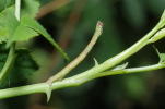 Vorschaubild Lepidoptera, Geometridae, Biston betularia, Larve mit Faden_2014_08_02--08-29-28.jpg 