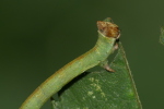 Vorschaubild Lepidoptera, Geometridae, Biston betularia, Larve_2020_09_14--10-46-25.jpg 