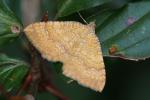 Vorschaubild Lepidoptera, Geometridae, Camptogramma bilineata_2023_07_30--10-58-00.jpg 