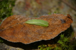 Vorschaubild Lepidoptera, Geometridae, Cyclophora, Puppe_2016_12_10--10-57-26.jpg 