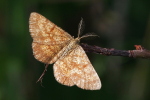 Vorschaubild Lepidoptera, Geometridae, Ematurga atomaria_2023_07_31--10-05-42.jpg 