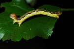 Vorschaubild Lepidoptera, Geometridae, Erannis defoliaria, Großer Frostspanner, Larve_2014_05_16--14-17-21.jpg 
