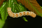 Vorschaubild Lepidoptera, Geometridae, Erannis defoliaria, Groser Frostspanner, Larve_2020_04_30--11-38-31.jpg 