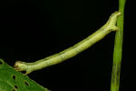 Vorschaubild Lepidoptera, Geometridae, Larve_2022_06_06--10-40-55.jpg 